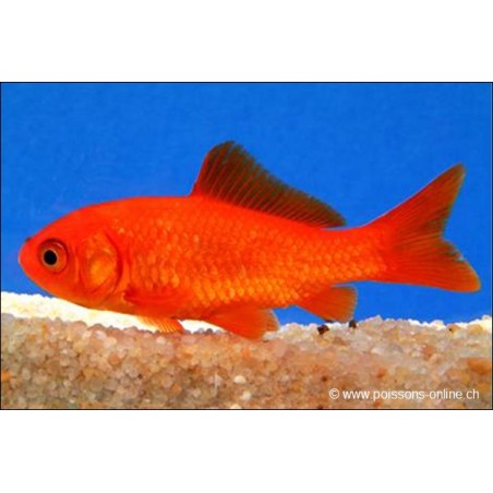 Pesce Rosso - Carassino Rosso - Carassius Auratus