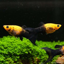 Molly Gold-Black Lyra - Poecilia Sphenops