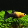 Molly Gold-Black Lyra - Poecilia Sphenops