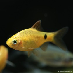 Barbus Conchonius Jaune - Pethia Conchonius Gold