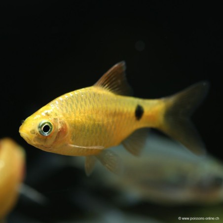 Barbus Conchonius Jaune - Pethia Conchonius Gold