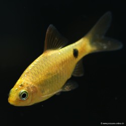 Barbus Conchonius Jaune - Pethia Conchonius Gold