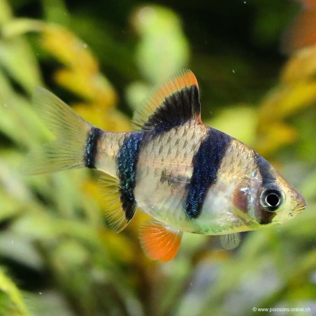 Barbus De Sumatra - Puntigrus Tetrazona