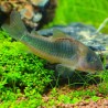 Corydoras Aux Nageoires Jaunes - Corydoras Melanotaenias