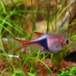 Rasbora Arlequin - Trigonostigma Heteromorpha