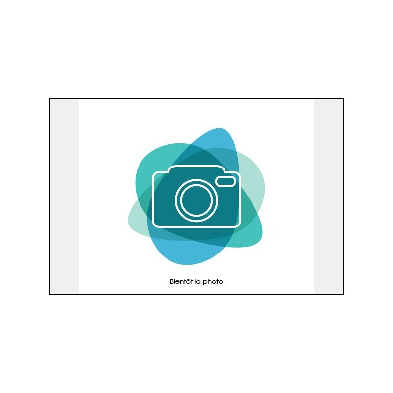 Molly Orange Lyra - Poecilia latipinna