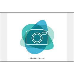 Kampffisch Mann Halfmoon Blau - Betta Splendens