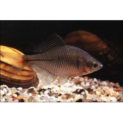 Bitterling - Rhodeus Sericeus