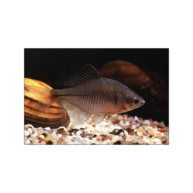 Bouvière - Rhodeus Sericeus