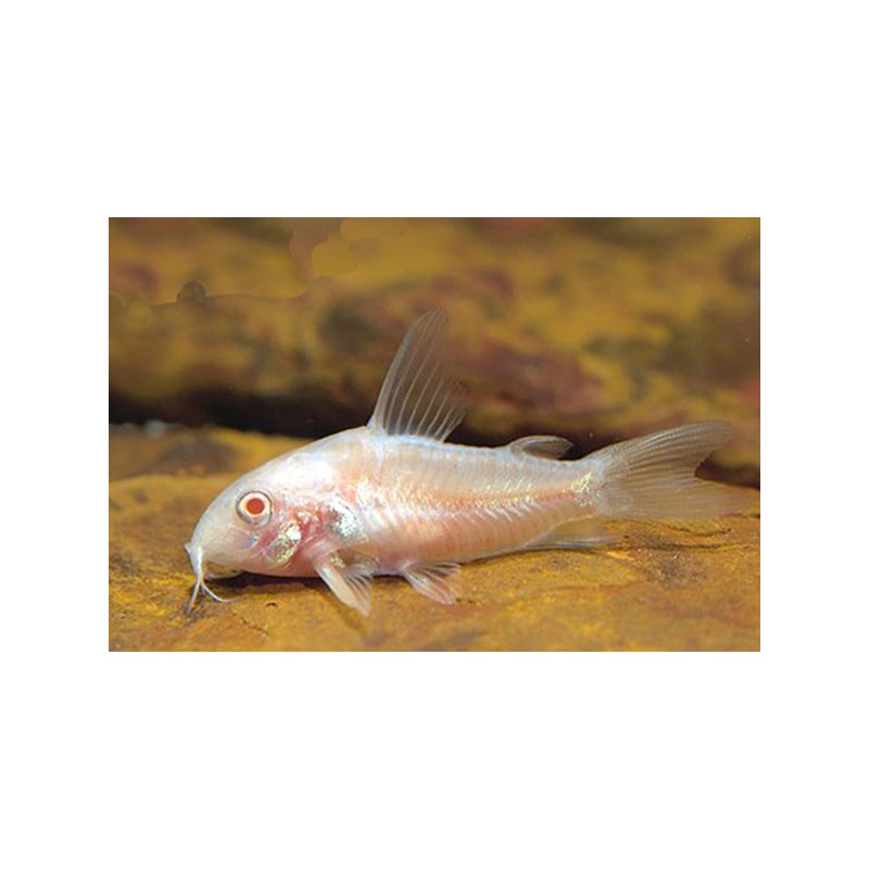 Albinopanzerwels - Corydoras Paleatus Albinos
