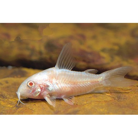 Albinopanzerwels - Corydoras Paleatus Albinos