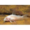 Albinopanzerwels - Corydoras Paleatus Albinos
