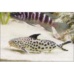 Synodonte Ponctué - Synodontis Multipunctatus