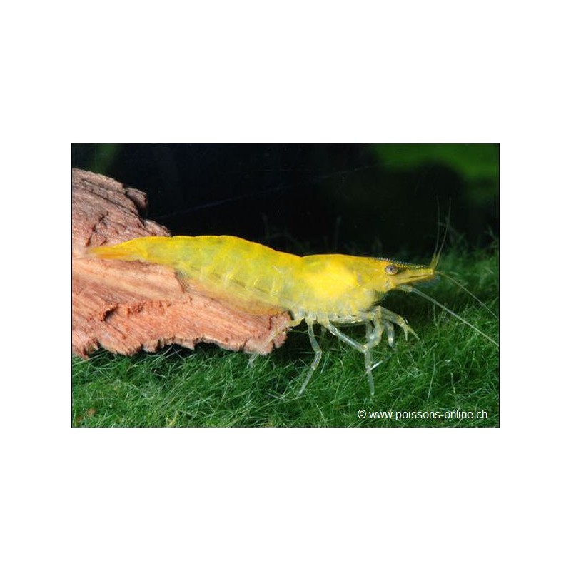 Crevette Yellow Cherry - Caridina Sp.