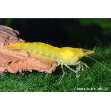 Crevette Yellow Cherry - Caridina Sp.