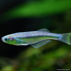 Tanganjika Leuchtaugenfisch - Lamprichthys Tanganicanus