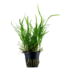 Kopie von Microsorum pteropus 'Trident'