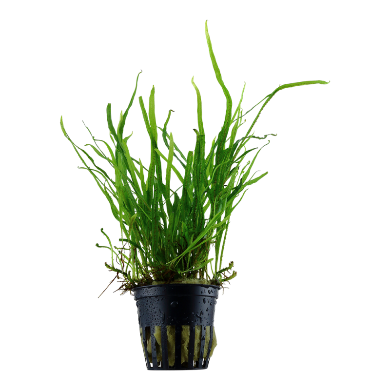 copia di Microsorum pteropus 'Trident'