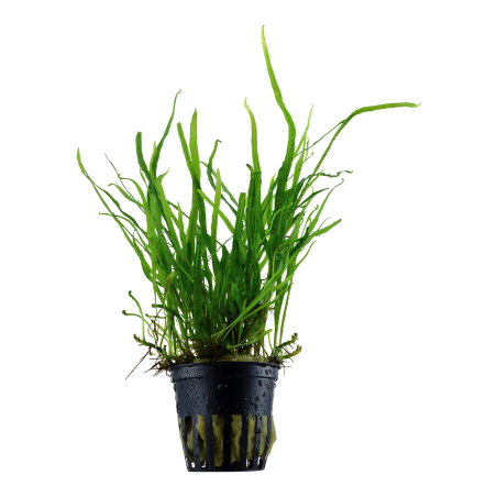 copia di Microsorum pteropus 'Trident'