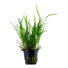copia di Microsorum pteropus 'Trident'