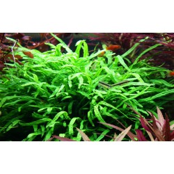 copia di Microsorum pteropus 'Trident'
