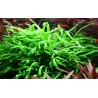 copia di Microsorum pteropus 'Trident'