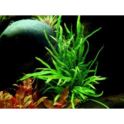 copia di Microsorum pteropus 'Trident'