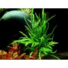 copia di Microsorum pteropus 'Trident'