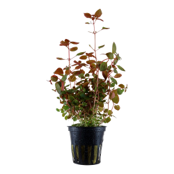 Ludwigia Palustris 'Super Red'