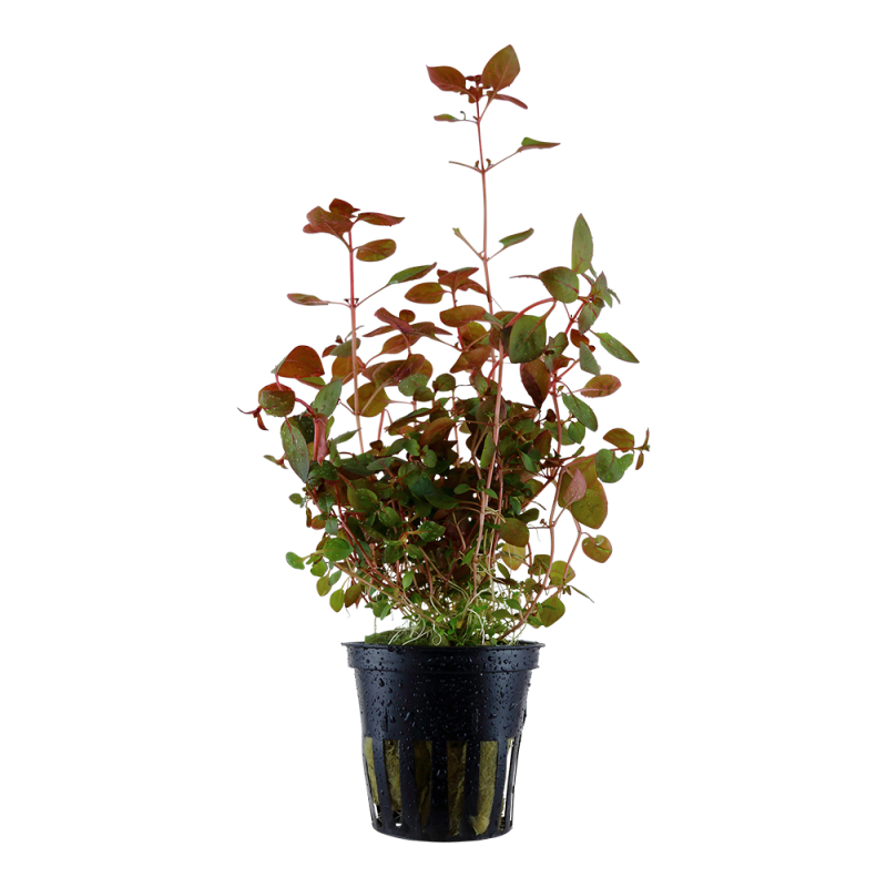 Ludwigia Palustris 'Super Red' Ludwigia Palustris 'Super Red'