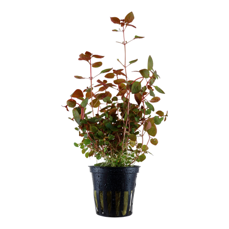 copia di Ludwigia repens 'Rubin'