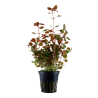 Ludwigia Palustris 'Super Red'