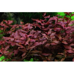 copia di Ludwigia repens 'Rubin'