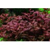 copia di Ludwigia repens 'Rubin'