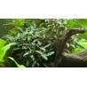 Bucephalandra sp 'Red'