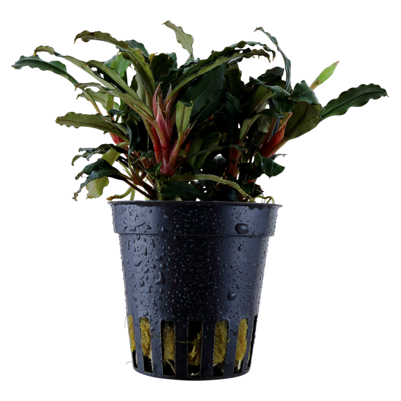Bucephalandra sp 'Red'