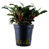 Bucephalandra sp 'Red'
