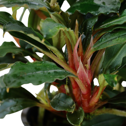 Bucephalandra sp 'Red'