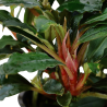 Bucephalandra sp 'Red'