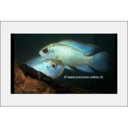 Acara Bleu Neon - Aequidens Pulcher Blue Neon