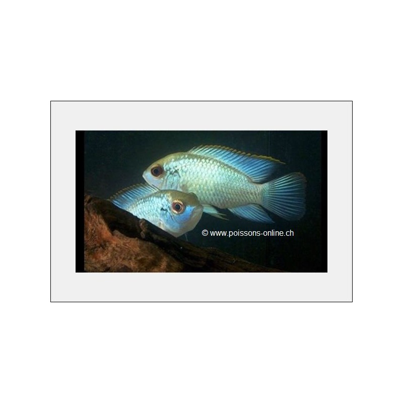 Acara Bleu Neon - Aequidens Pulcher Blue Neon