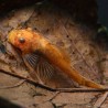 Ancistrus Rouge - Ancistrus Sp. Super Red