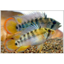 Apistogramma Baenschi Inca - Apistogramma Baenschi Inca