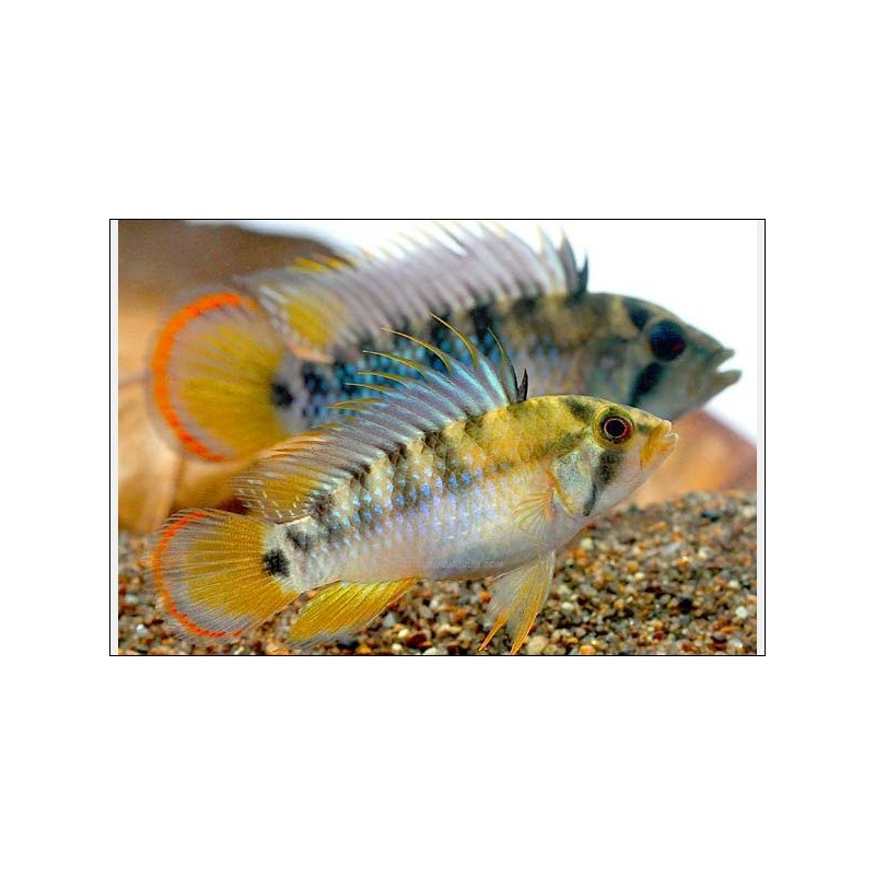Apistogrammma Baenschi Inca - Apistogramma Baenschi Inca