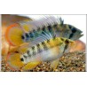 Apistogrammma Baenschi Inca - Apistogramma Baenschi Inca