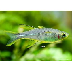 Celebes Sonnenstralhlfisch - Telmatherina Ladigesi