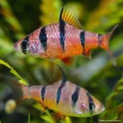 Barbuto A Cinque Bande - Desmopuntius Pentazona (Barbus)