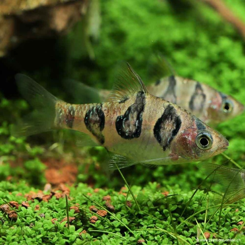 Rhombenbarbe - Desmopuntius Rhomboocellatus (Barbus)