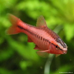Bitterlingsbarbe - Puntius Titteya (Barbus)