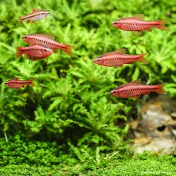 Ciliegia Barbuta - Puntius Titteya (Barbus)